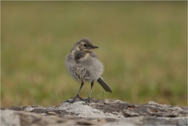 <p>KONIPAS BÍLÝ (Motacilla alba) /White wagtail - Bachstelze/</p>